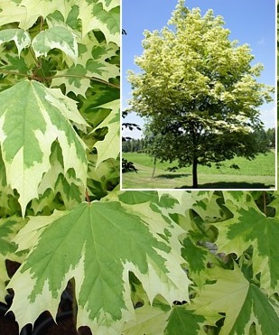 Клен остролистный (Acer platanoides) 'Drummondii'
